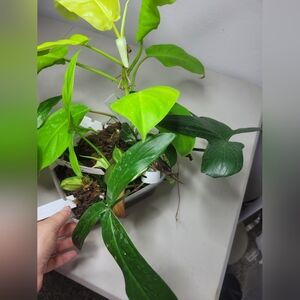 Starter plants' fresh cutting set of 6 plants lot 2